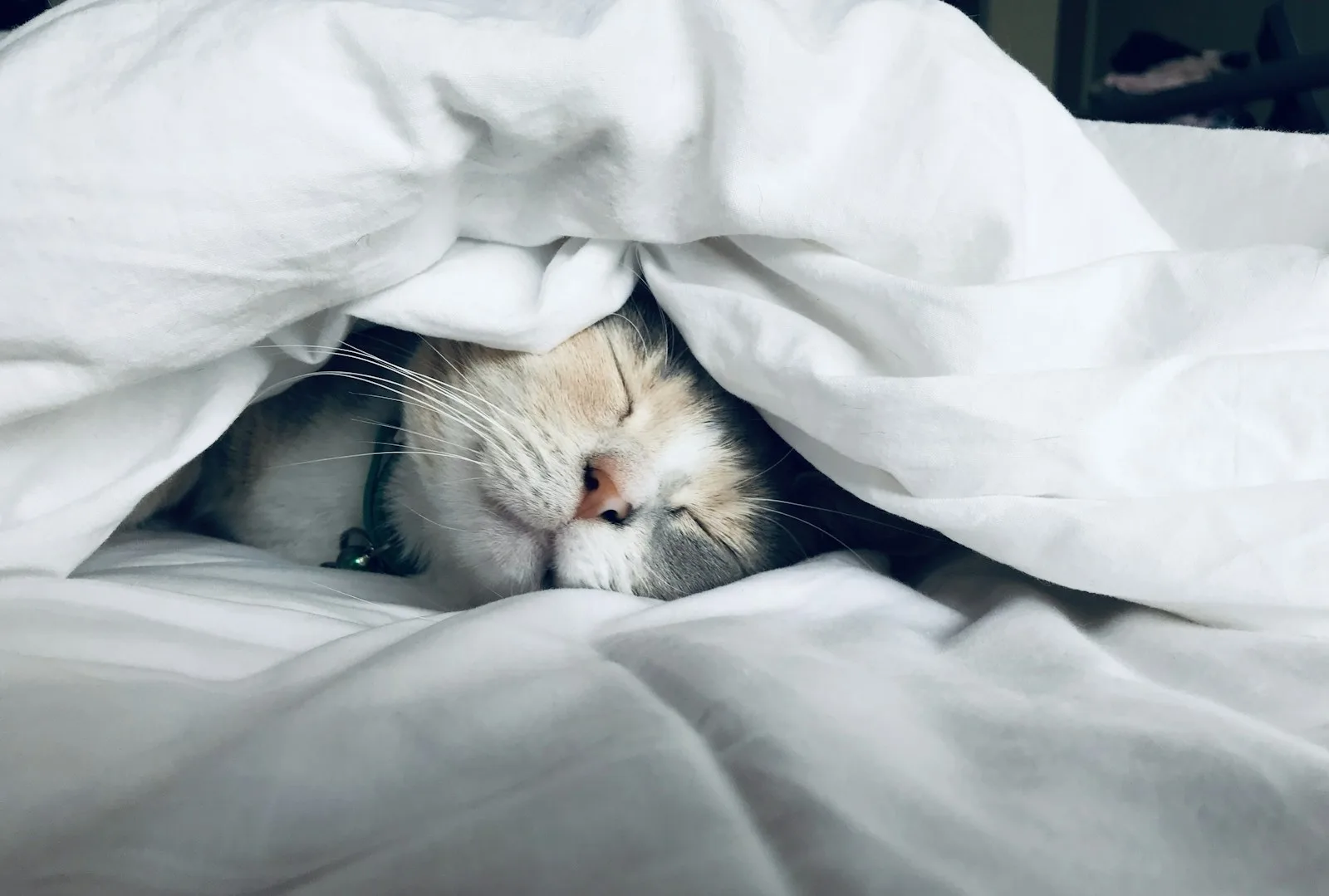 Why Every Sleep App Charges $70/Year for Rain Sounds — And the Free Alternative